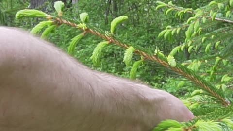 5 Survival Uses of Spruce Trees!