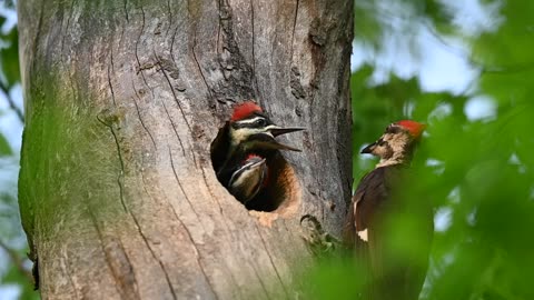 Woodpecker Feeds Its Chicks