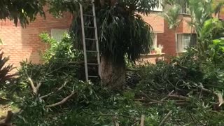 Video: Ciudadanos denuncian tala de árboles en Conucos