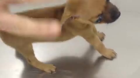 Veterinarian X brave puppy