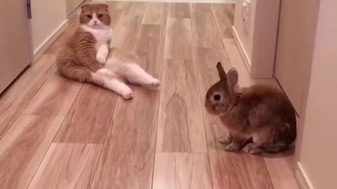 cat and rabbit