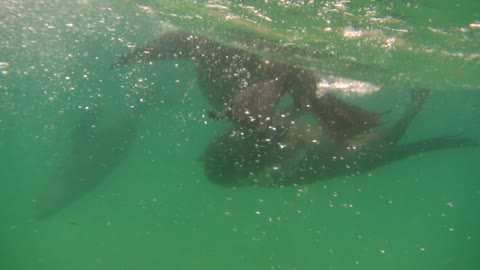 Swimming With Energetic Wild Seals In Jeffreys Bay, South Africa