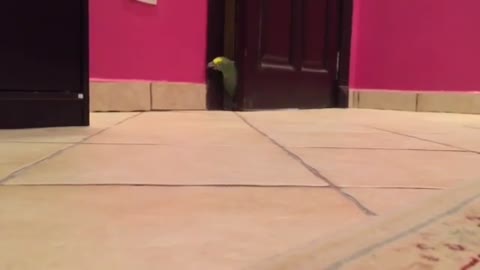 Funny parrots | Crazy parrot | Bird videos of 2021