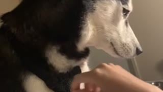 Adorable husky keeps asking for pets