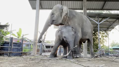 Happy Elephants Groove to a Tune