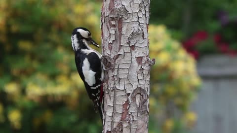 Great Spotted Woodpecker Singing and Cutting Tree (4k videos)