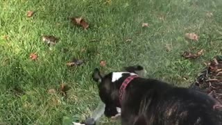 Boxer tried to bite sprinkler on lawn
