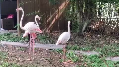 A group of leisurely birds