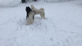 Huskies playing in the snow