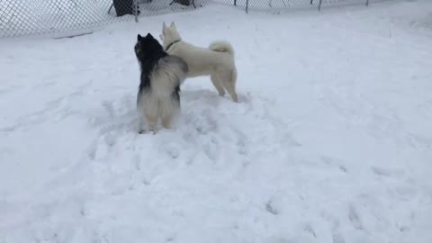 Huskies playing in the snow