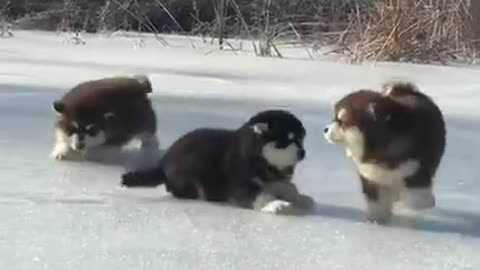 Baby Alaskan Malamute Puppies Running😍Funny And Cute Puppies Compilation #Shorts
