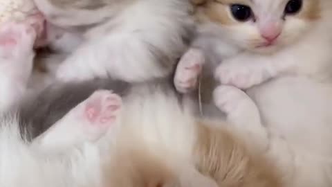 Cute baby animals Videos Compilation cute moment of the animals - Cutest Animals On Earth #84
