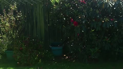 Bees are swarming at Pauls House Christchurch New Zealand - The Out There Channel Special