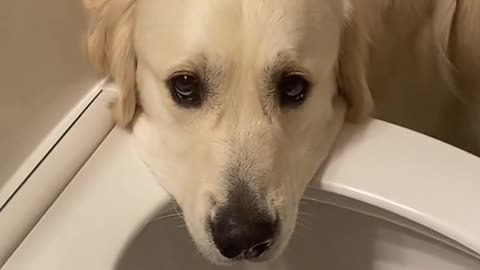 Me wondering why my dog is acting sick with his head over the toilet...