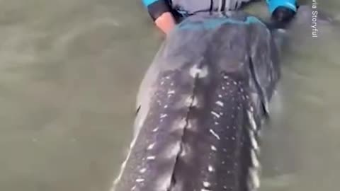 This 500-lb Sturgeon Could Be Over 100 Years Old #Shorts