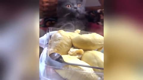 CAT FUNNY VIDEO 🤣