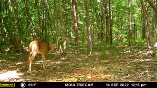 Whitetail Fawn Playing