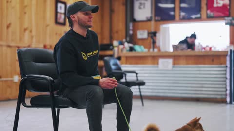 WHAT'S THE HARDEST DOG BREED TO TRAIN? WATCH THIS! dog training 101