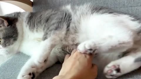 Cute cat video funny video 😺