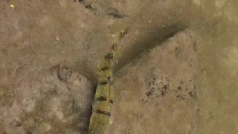 Beautiful perch in the river / a beautiful fish in the water.