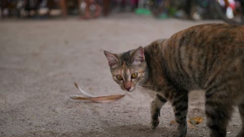Wild cat digs sand on the beach of a tropical island. A feline turns its head into the camera
