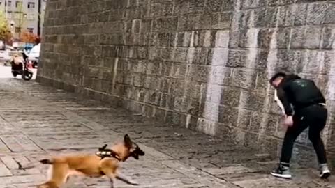 Dog thatfly_malinois & Alsatian dog show that jumping Agility short