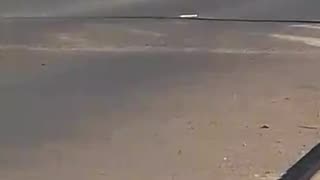 Kraaifontein cops escort geese