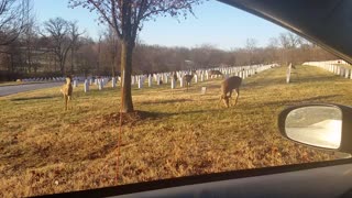 Deer and rolling hills at Jefferson Barracks Cemetery, St. Louis, Missouri