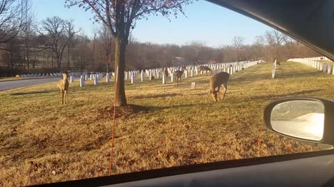 Deer and rolling hills at Jefferson Barracks Cemetery, St. Louis, Missouri