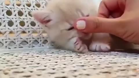 Cute_cat_reaction_WhatsApp_status_video(360p)