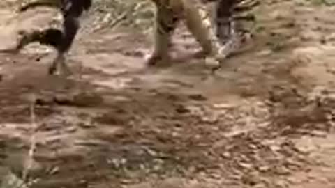 Tiger killed dog at zone 2 Ranthambore N