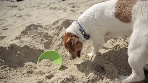 Jack Russell Dog play with rubber Plate on a Beach Sand