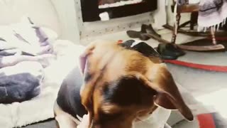 I'm just adorable like that #adorabledog #adorabledogvideos #shorts