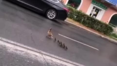 A gang of ducklings