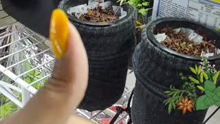 Hydroponic herbs