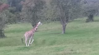 Giraffes running free in UK