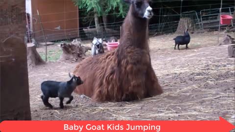 Beautiful Goat Kids | Jumping on Mother | have fun