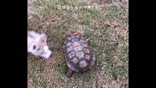 Dog Trying To kidnap Carrot From Turtle