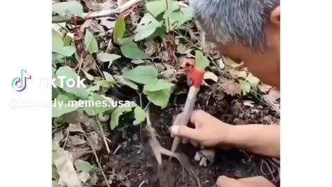 Roots of a plant that jumps when tickled