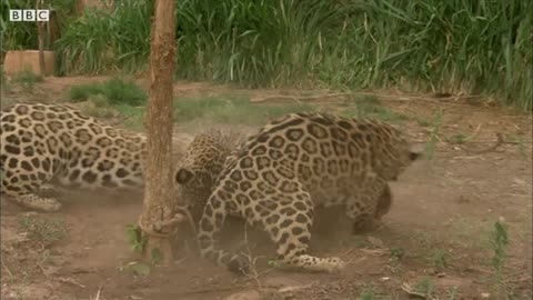 Jaguar Cubs Fight for Food - Jaguars Born Free.mp4