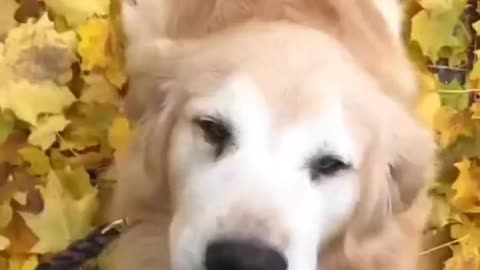 Fanny video dog