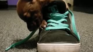 Tiny puppy preciously falls asleep in shoe