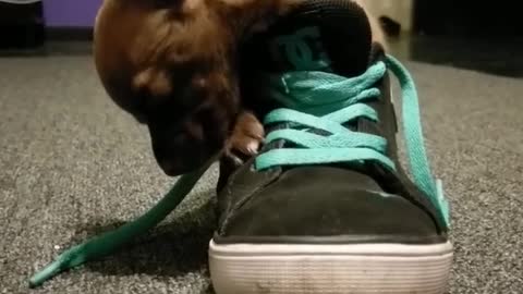 Tiny puppy preciously falls asleep in shoe