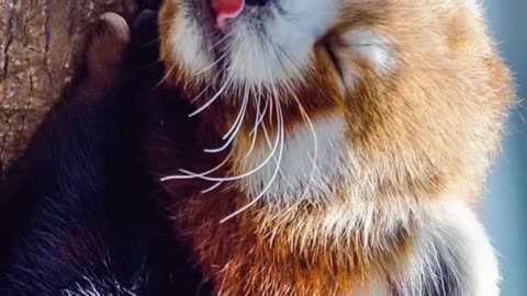 Own my pet red panda