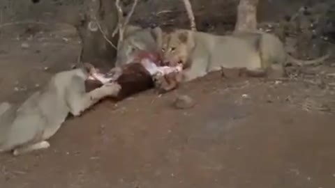 ATTACKING LIONS CONFRONT BRAVE VILLAGERS WITH WOODEN STICK AND RAN AWAY.