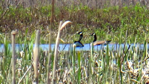 Canadian Geese