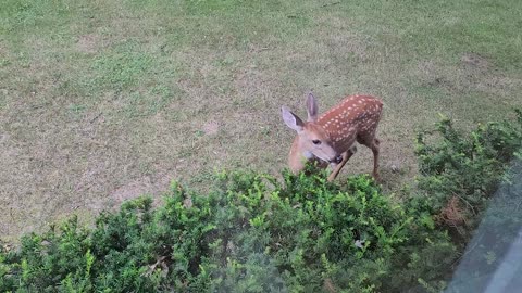 Cute Baby Deer Eating My Bushes