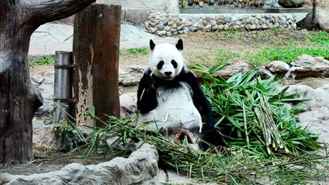 Giant panda enjoys eating bamboo