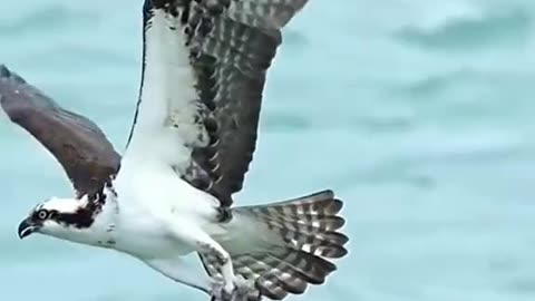 SEE HOW EAGLE CATCH FISH 🐠