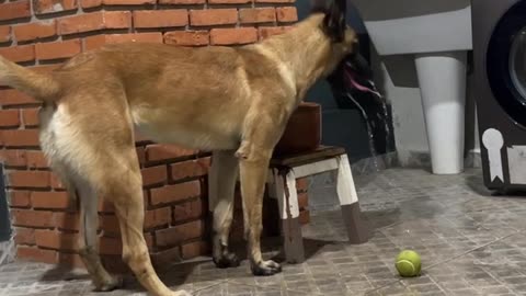 Malinois Makes A Watery Mess